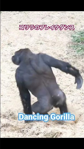 Gorilla Dance ゴリラのダンス #gorilla #kiyomasa #shabani #shorts