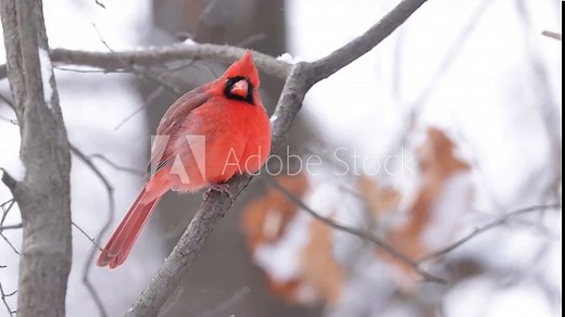 Cardinal in snow. Red Northern Cardinal (Cardinalis cardinalis) Perched Amid Light Snowfall on a Tree Branch – A Spiritual Songbird's Poem of Love and Loss. Wildlife Video. Stock Video