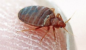 Michigan has four of the most bed bug-infested cities in the entire country