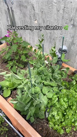 #fijitiktok🇫🇯 #cilantro #gardening101 | cilantro