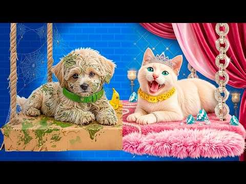 We Build a Secret Room for Pets! Rich Cat vs Poor Dog!