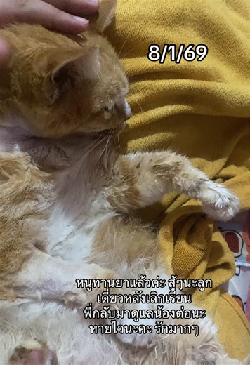 การดูแลแมวป่วยไตอย่างรักและเอาใจใส่