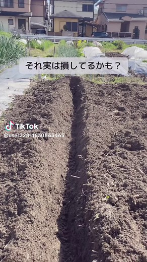ジャガイモ栽培の楽ワザ！畝なしで大きく育てる秘密