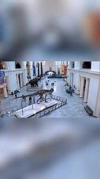 Sue the T-Rex is insane #chicago #fieldmuseum #viral