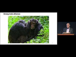 Self-Domestication in Bonobos and Other Wild Animals