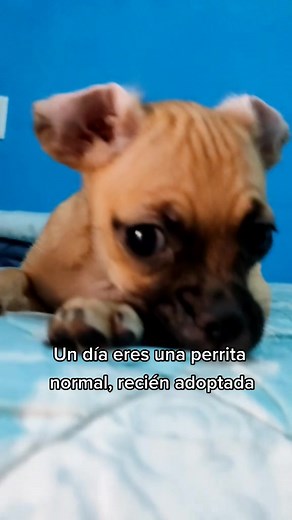 #HUMOR #NTC #viral #fyp #perritatiktokera