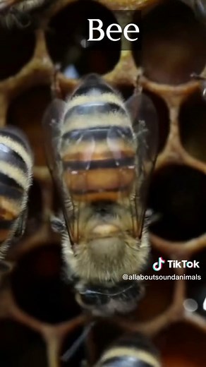 Animal Sounds: Bee Sound Compilation