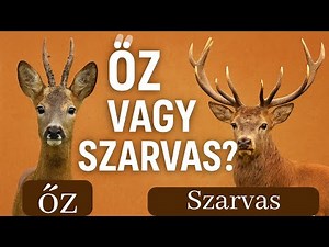 Sokan azt gondolják, hogy az őz a szarvas nősténye – Te is így tudtad?