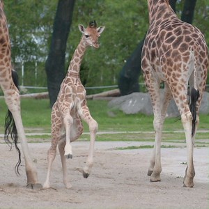 353K views · 16K reactions | Giraffe calf Mojo takes her first steps outside... Look at her little legs go! 漣 | Chester Zoo | Facebook