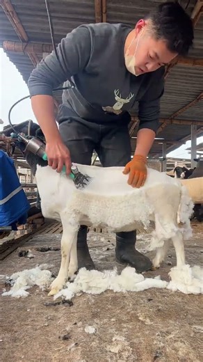 Trimming Goat Hair