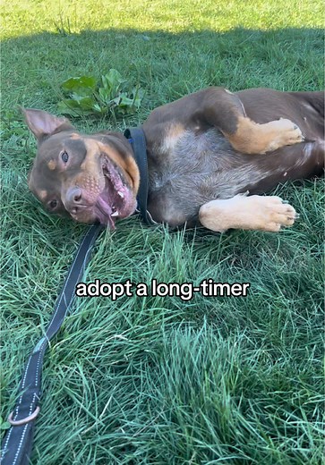 ☁️❤️Dreaming we were home ❤️☁️ #beavercountyhumanesociety #bchs #shelterdog #longtimershelterdog #adoptashelterdog