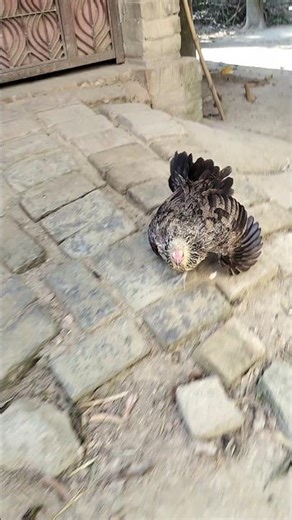 মুরগির তাড়া খেলাম angry 😤😡😤😤 hen chiken funny #funny