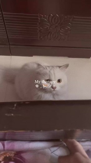 Angel disguise: 100% complete 😇 #catlover #catlife #reels #reelsfbシ | The Pet Life Spot