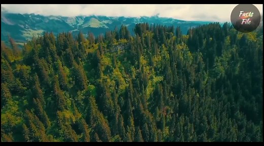 #funfacts #facts #fact #knowledge #facttechz #fun