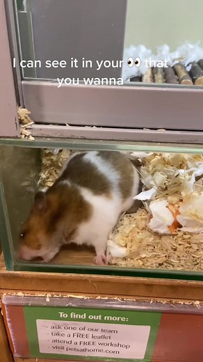 Recognizing and Preventing Hamster Abuse: A Guide for Pet Owners