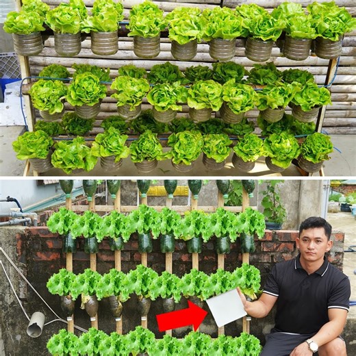 746K views · 10K reactions | Turn Your Old Wall into a Nutritious Lettuce Garden for the Family | DIY Balcony Garden | Facebook