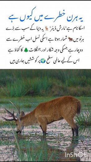 Meet the Marsh Deer 🦌#deer #naturefacts #naturefacts #wildlife #nature #shorts