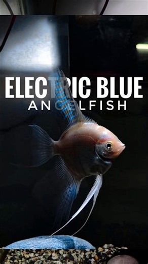 The platinum angelfish with electricblue fin ||