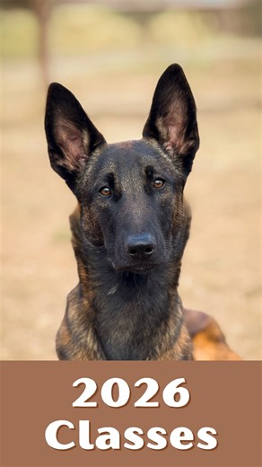 Ready to make 2026 the year you finally understand your dog and enjoy training together? 🐾✨ At EpicDog, our classes aren’t about forcing obedience. They’re about building confident dogs, calm homes, and stronger partnerships between humans and their dogs. Here’s what we’re offering in 2026 ⤵️ 🐶 Back to Basics Perfect for dogs of any age who need foundations: recall, loose-lead walking, engagement, impulse control and everyday manners. This is where connection and clarity begins. https://www.fa