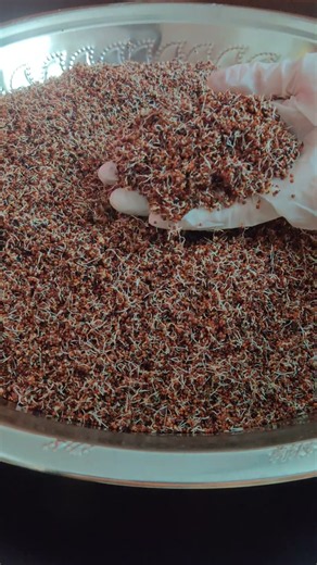Sprouted Ragi Flour Making Process | Homemade Finger Millet Flour | KK Foods #kkfoods #sprouted