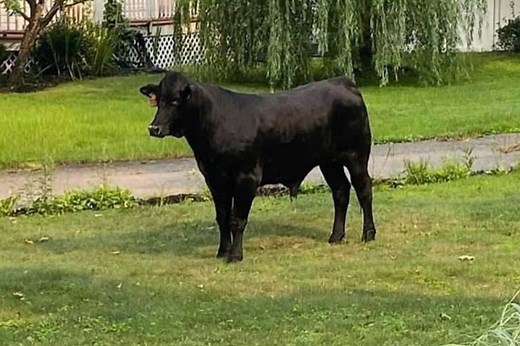 The loose bull was spotted on the streets of Long Island, July 20