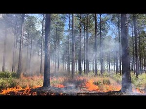 Prescribed Fire at Sandhills WMA East