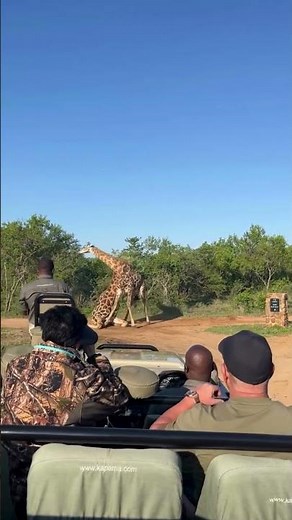 Giraffe mating competition