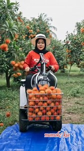 advanced rambutan harvesting machine😄 mesin canggih pemanen rambutan #reels #traktor #automobile #funny #hiburan | Mamake Kia II