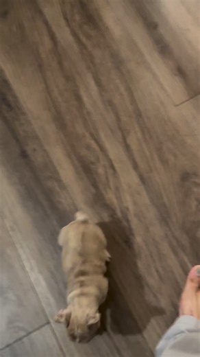 #frida #training #frenchiesofinstagram #frenchbulldogpuppy | El Mexicano Pocho