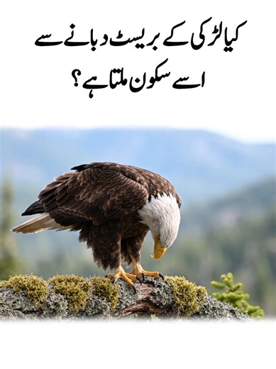 Majestic eagle sitting on a tree branch