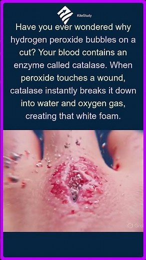 Why Hydrogen Peroxide Bubbles | Superhuman Biology