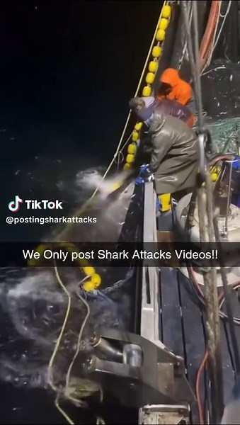 Understanding Shark Attacks and Ocean Safety