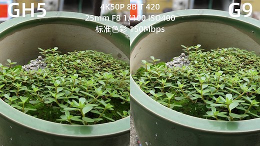 GH5和G9画质对比