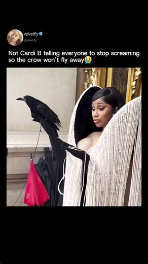 Not Cardi B telling everyone to stop screaming so the crow won't fly away😭