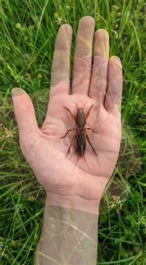 "I Found a MONSTER! #MoleCricket 😱"