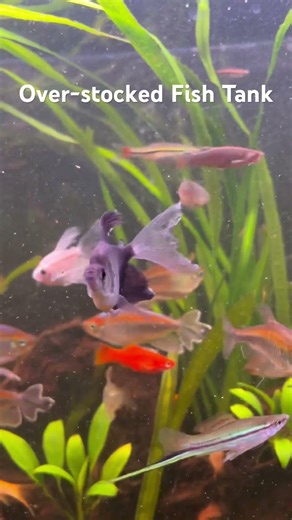 Look at my over stocked fish tank. Dont worry it was temporary, while i clean other setups. ￼