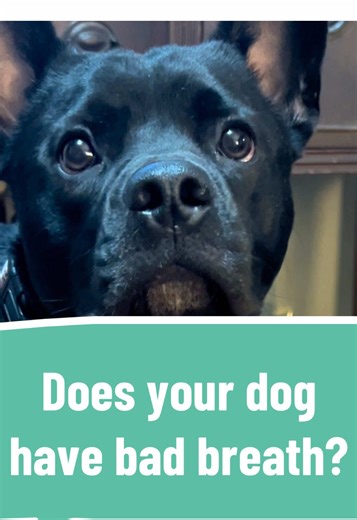 Easy Dog Dental Care with ProBright Powder