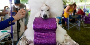 Best in show: 5 dog-themed stories that'll remind you why they're man's best friend