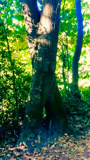 "Amazing X-Shaped Tree Trunk | Unique Nature Phenomenon 🌳 | NaturePower”