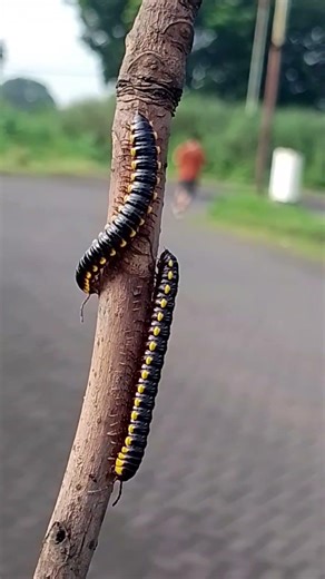 Jalan pagi #kakiseribu #millipede