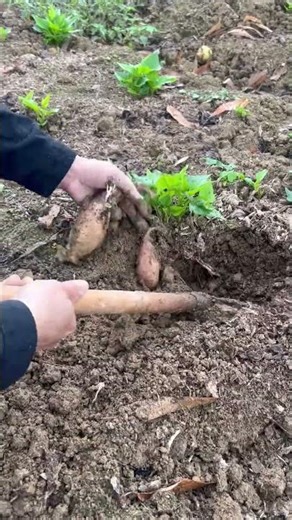 Spring Blossoms: The Rural Beauty Unveiled