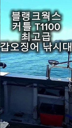 7월 여름 갑오징어 낚시 홍원항 모범낚시