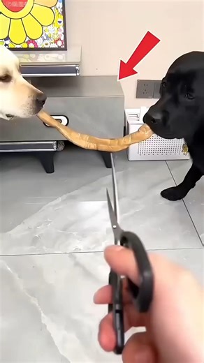 He Refused to Eat… For His Brother 😭🐕 #shortvideo