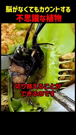 A mysterious plant that counts without a brain #plants #overseas