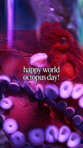 3.3K views · 200 reactions | Happy World Octopus Day! ✨ Meet the Giant Pacific Octopus—the largest octopus species in the world! With three hearts, blue blood, and the ability to change color and texture, they’re as fascinating as they are intelligent.  | The Florida Aquarium | Facebook