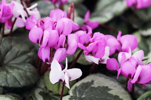 I’m a gardening expert & plant these seeds now for a gorgeous garden in Spring