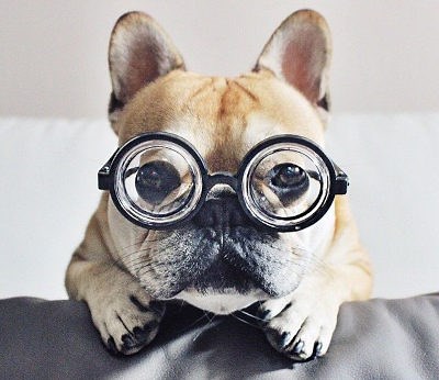 Flying with a French Bulldog | A step-by-step guide