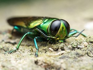 Diseased Ash Trees To Be Removed From Par 3 Golf Course