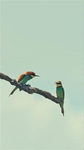 European Bee-eater | Europese Byvreter | ⭐️⭐️⭐️