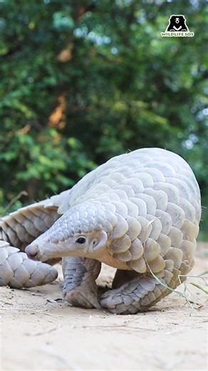Pangolins are the only mammals in the world covered entirely in protective scales — yet those very scales have made them one of the most trafficked animals globally. On World Pangolin Day, we’re shining a light on these shy, nocturnal insect-eaters who quietly support ecosystems by controlling ant and termite populations. Despite their importance, pangolins face relentless threats from illegal wildlife trade, habitat loss, and human exploitation. Protecting pangolins means strengthening enforcem